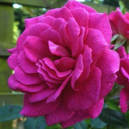 Gärtnerei - Rosa Gloriana - violett - kletterrosen - diskret duftend - Christopher H. Warner - -